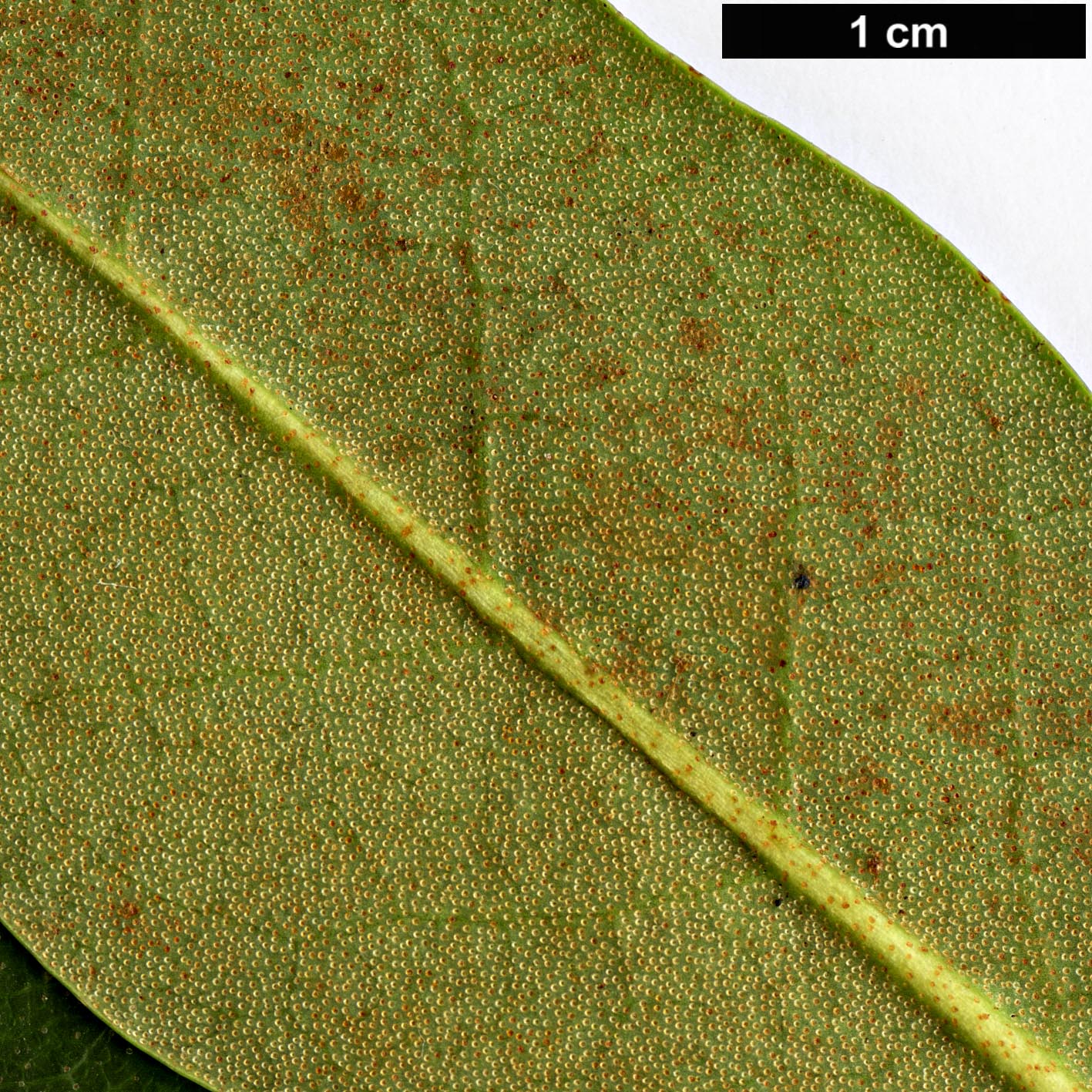 High resolution image: Family: Ericaceae - Genus: Rhododendron - Taxon: minus - SpeciesSub: var. minus